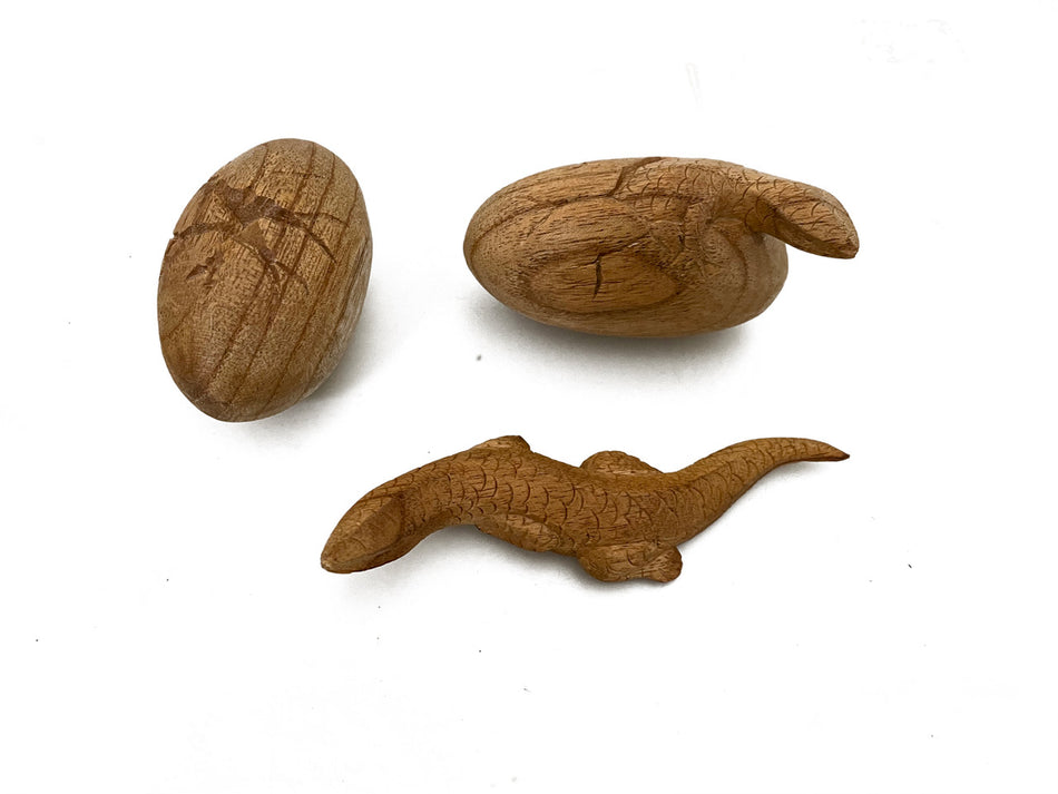 Papoose Lizard Life Cycle 3pc