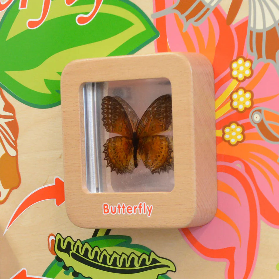 Masterkidz Light Up Butterfly Life Cycle Stages Wall Element