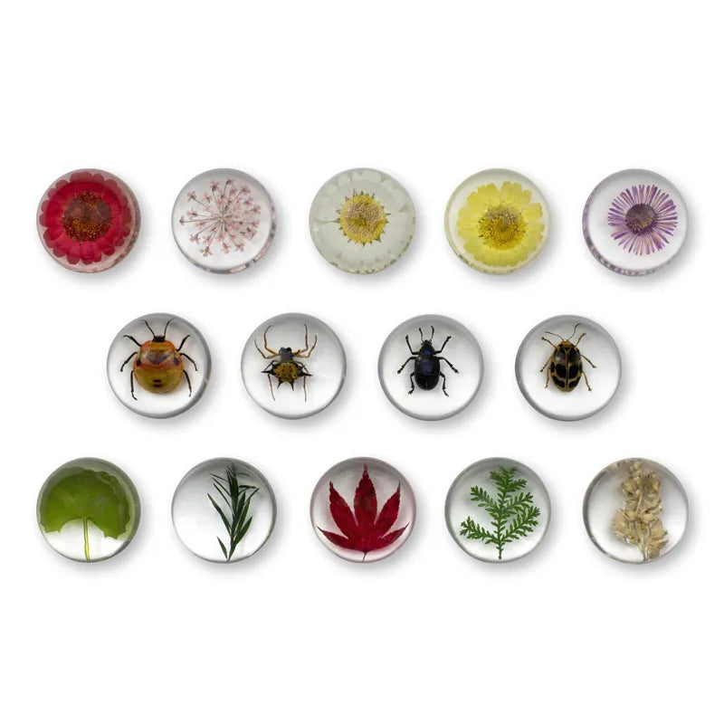 Mini Beasts Plant and Insect Pebbles Set of 14