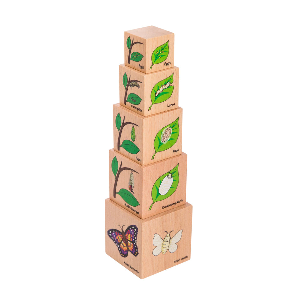 Freckled Frog Lifecycle Wooden Blocks