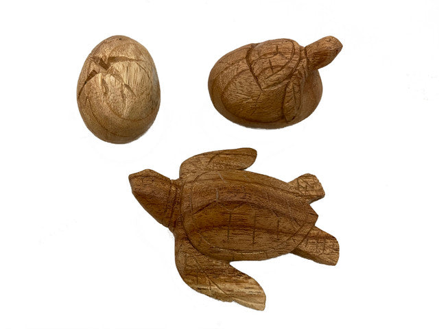 Papoose Turtle Life Cycle Set 3pc
