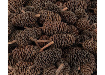 Bud Cones Pk 220g