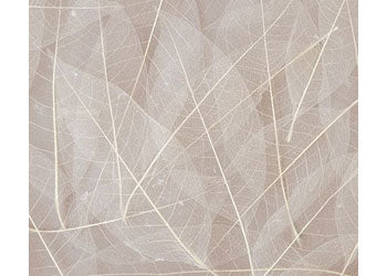 Skeleton Leaves Natural Pk 100