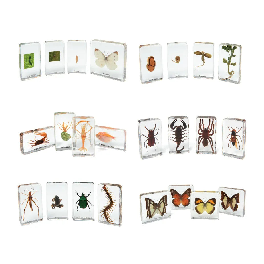 Mini Beasts Basics 6 Sets