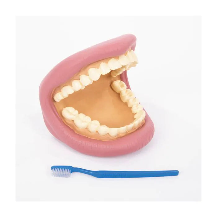 Tickit Giant Teeth Dental Demonstration Model