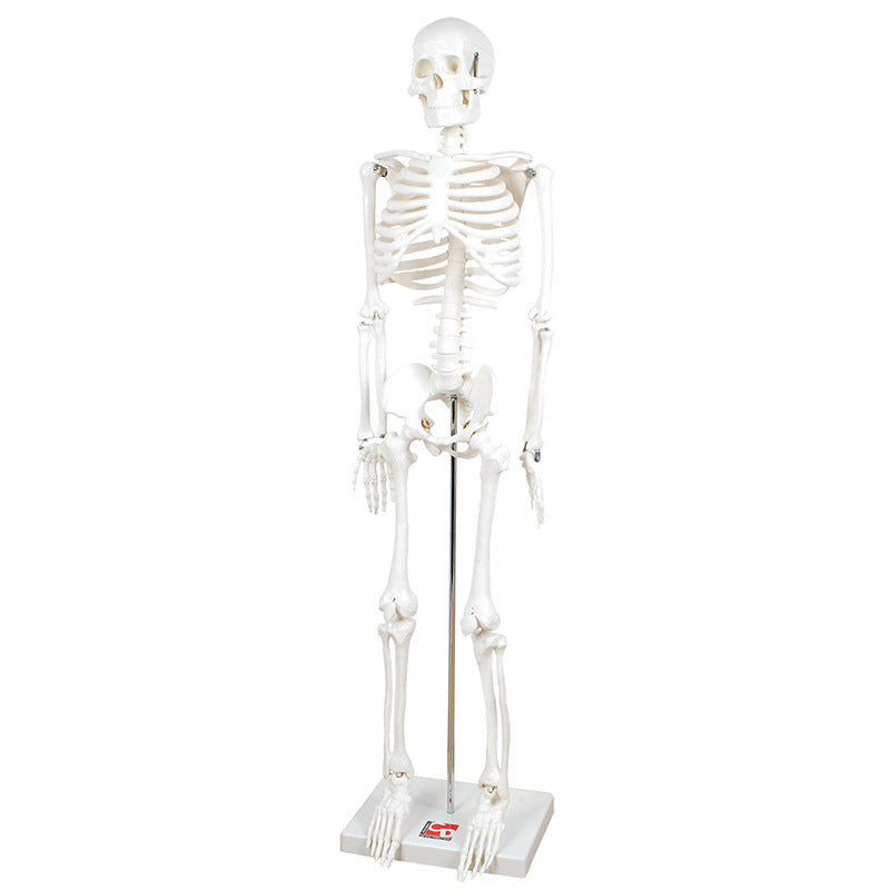 Tickit Half-Scale Skeleton