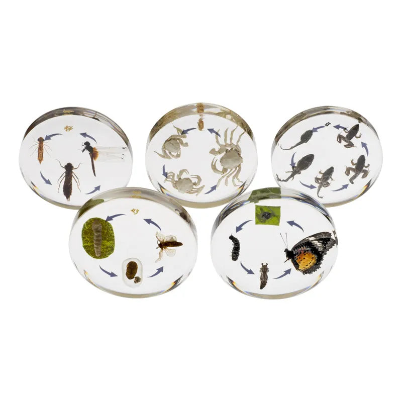 Mini Beasts Round Life Cycles Set of 5