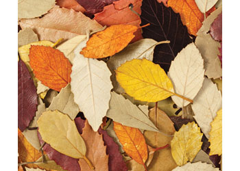 Natural Leaves Pk 90